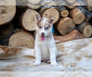 Australian Shepherd-Siberian Husky Mix Puppy for sale in FARNAM, NE, USA