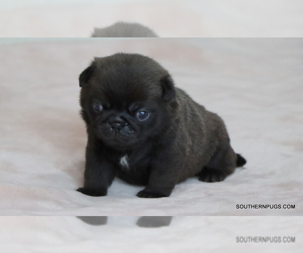 Medium Photo #20 Pug Puppy For Sale in WINNSBORO, TX, USA