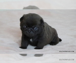 Small Photo #20 Pug Puppy For Sale in WINNSBORO, TX, USA