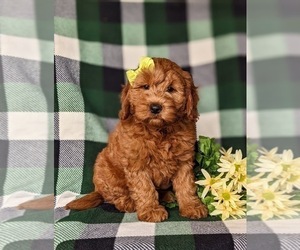 Goldendoodle (Miniature) Puppy for sale in CHRISTIANA, PA, USA
