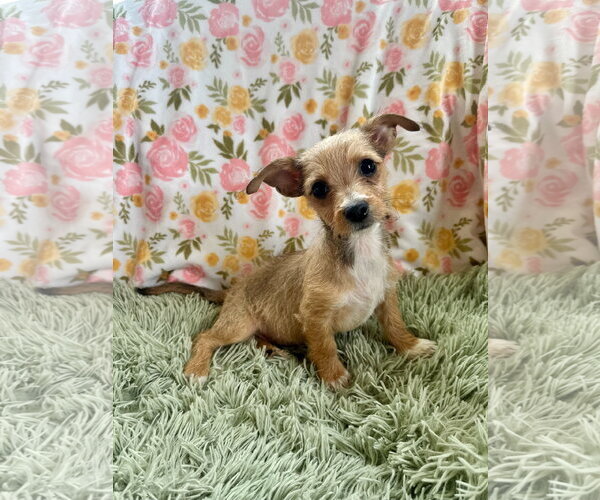 Medium Photo #5 Chihuahua-Unknown Mix Puppy For Sale in Pacolet, SC, USA