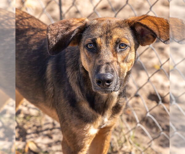Medium Photo #4 Shepradors Puppy For Sale in oakland, FL, USA