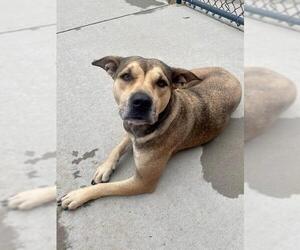 Mutt Dogs for adoption in Tulsa, OK, USA