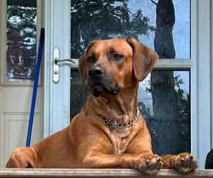 Rhodesian Ridgeback Puppy for sale in HOLLYWOOD, SC, USA