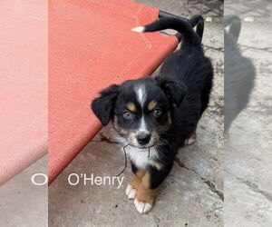 Doxie-Pin Dogs for adoption in Amarillo, TX, USA