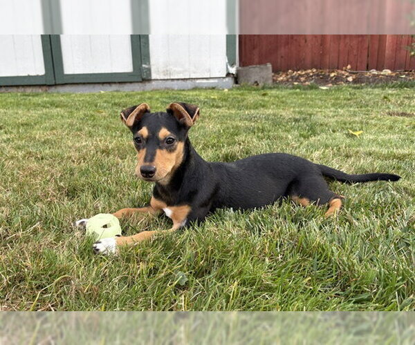 Medium Photo #3 Rat Terrier-Unknown Mix Puppy For Sale in Bellevue, WA, USA