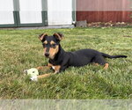 Small #2 Rat Terrier Mix