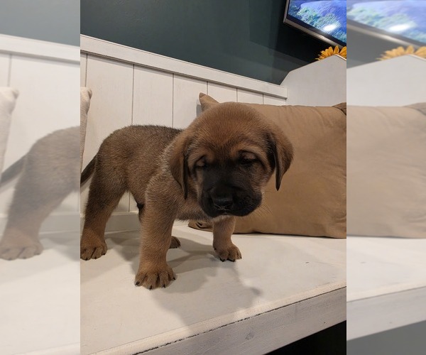 Medium Photo #4 Anatolian Shepherd-English Mastweiler Mix Puppy For Sale in IRWIN, PA, USA