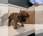 Small #3 Anatolian Shepherd-English Mastweiler Mix