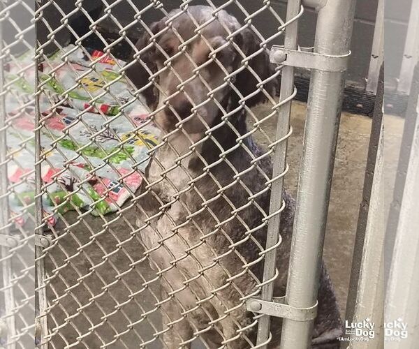 Medium Photo #3 Poodle (Standard)-Unknown Mix Puppy For Sale in Washington, DC, USA