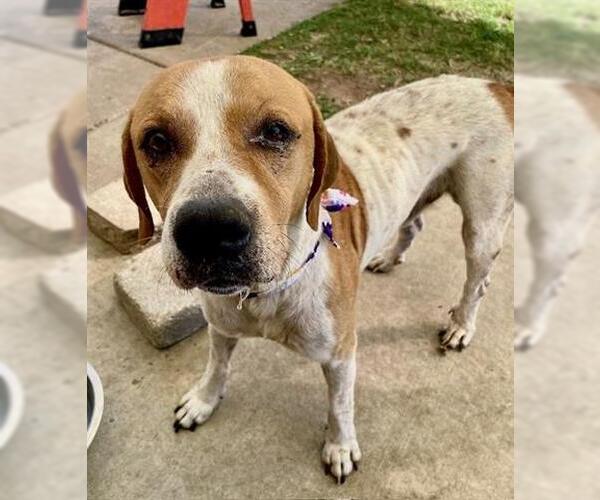 Medium Photo #1 American Pit Bull Terrier Puppy For Sale in Tulsa, OK, USA