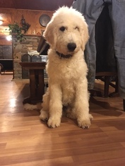Komondor-Poodle (Standard) Mix Puppy for sale in BLACK MOUNTAIN, NC, USA