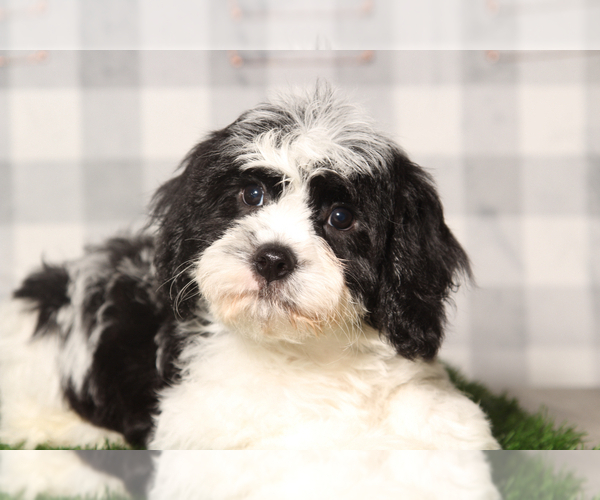 Medium Photo #1 Cavachon Puppy For Sale in MARIETTA, GA, USA