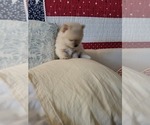 Small Photo #10 Pomeranian Puppy For Sale in CHEYENNE, WY, USA