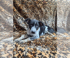 Clementine - Female Texas Heeler-Unknown Mix Dog for Adoption - Photo #3