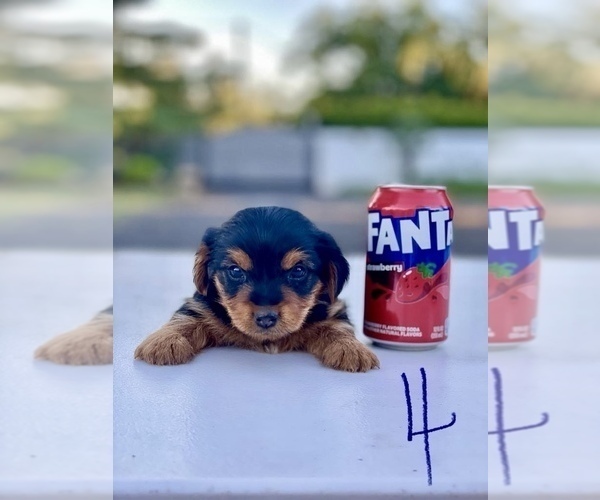 Medium Photo #4 Yorkshire Terrier Puppy For Sale in OROVILLE, CA, USA