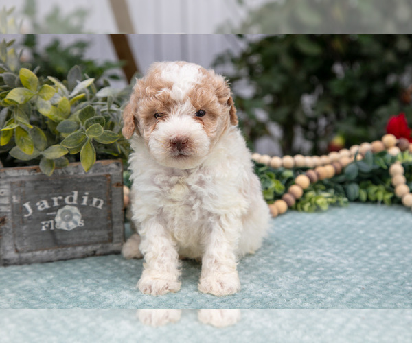 Medium Photo #2 Poodle (Miniature) Puppy For Sale in FARWELL, MI, USA
