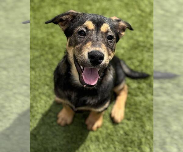 Medium Photo #6 Mutt Puppy For Sale in La Verne, CA, USA