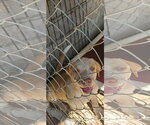Buddy and Buffy - Female Catahoula Leopard Dog-Unknown Mix Dog for Adoption - Small photo