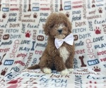Small #4 Poodle (Miniature)