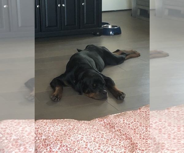 Medium Photo #10 Rottweiler Puppy For Sale in RIVERSIDE, CA, USA