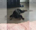 Small #9 Rottweiler