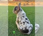 Small #2 French Bulldog