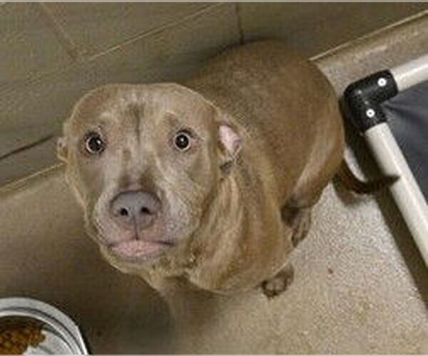 Medium Photo #1 American Pit Bull Terrier Puppy For Sale in Decatur, IL, USA