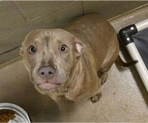 American Pit Bull Terrier Dogs for adoption in Decatur, IL, USA