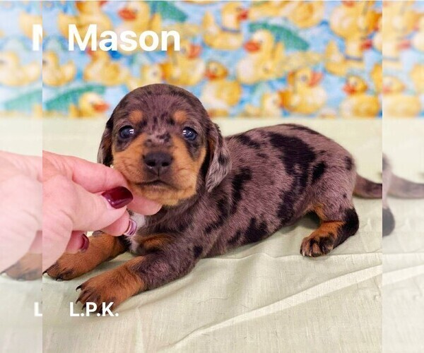 Medium Photo #1 Dachshund Puppy For Sale in WINNSBORO, LA, USA