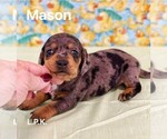 Image preview for Ad Listing. Nickname: Mini Mason
