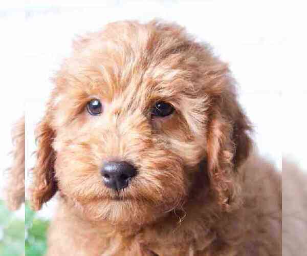 Medium Photo #2 Goldendoodle (Miniature) Puppy For Sale in RED LION, PA, USA