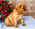 Small #6 Cavalier King Charles Spaniel