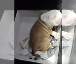 Small Photo #7 Olde Bulldog Puppy For Sale in CHICAGO HEIGHTS, IL, USA