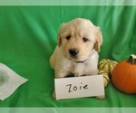 Small Photo #5 Golden Retriever Puppy For Sale in NORTH UNION, PA, USA