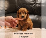 Image preview for Ad Listing. Nickname: Princess