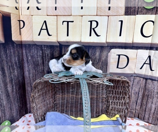 Medium Photo #7 Morkie Puppy For Sale in CASSVILLE, MO, USA