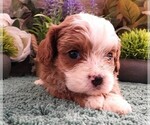 Puppy Puppy 4 Cavapoo