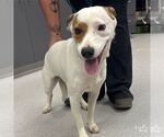 Small #1 Retriever  Mix