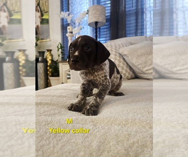 Medium Photo #2 German Shorthaired Pointer Puppy For Sale in COLUMBIA, KY, USA
