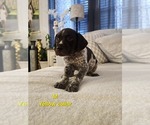 Small #1 German Shorthaired Pointer