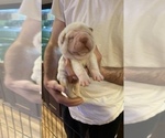 Small Photo #3 Chinese Shar-Pei Puppy For Sale in TOPEKA, KS, USA