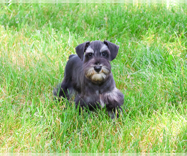 Medium Photo #3 Schnauzer (Miniature) Puppy For Sale in SYRACUSE, IN, USA