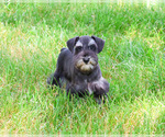 Small #2 Schnauzer (Miniature)