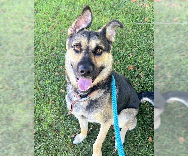 Medium Photo #1 Gerberian Shepsky Puppy For Sale in Sacramento, CA, USA