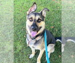 *ELIO - Male Gerberian Shepsky Dog for Adoption - Small photo