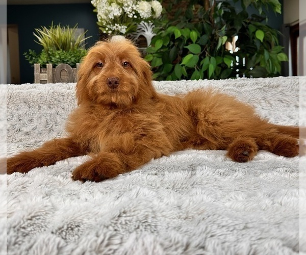Medium Photo #4 Goldendoodle (Miniature) Puppy For Sale in GREENFIELD, IN, USA