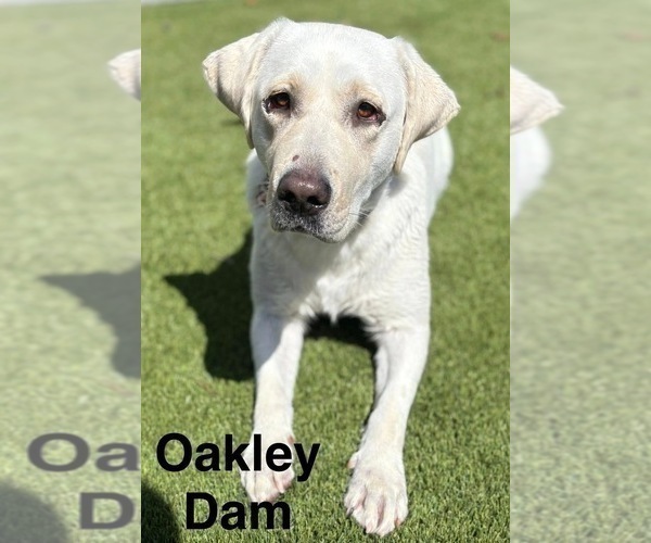 Medium Photo #1 Labrador Retriever Puppy For Sale in FAYETTEVILLE, OH, USA