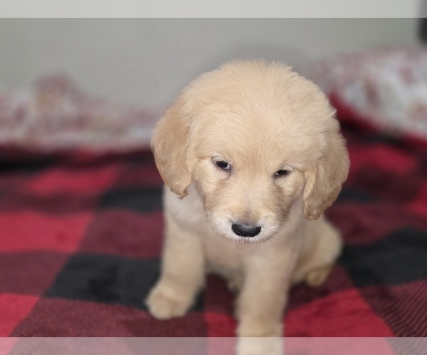 Medium Photo #2 Goldendoodle Puppy For Sale in DUBLIN, TX, USA
