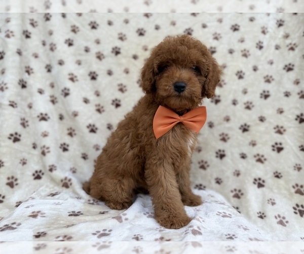 Medium Photo #2 Cock-A-Poo Puppy For Sale in LAKELAND, FL, USA